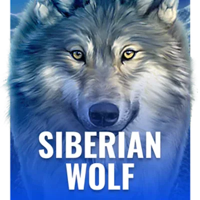 Siberian Wolf