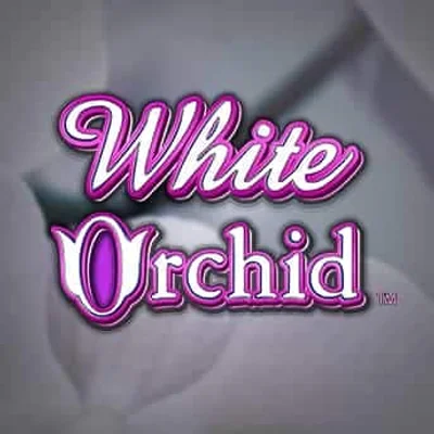 White Orchid